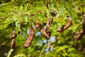 Tamarinde Tamarindus indica 5 Samen