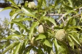 Japanischer Rosinenbaum Hovenia Dulcis 5 Samen