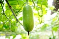 Ash Gourd Wachskürbis Wintermelone Benincasa hispida 5 Samen