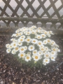Bild 2 von Staudenmargeriten Margeriten Samen 