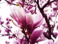 Magnolie Magnolia loebneri 5 Samen