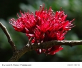  Schotia brachypetala Baumfuchsie Papageibaum 3 Samen 