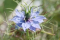 Ägyptischer Schwarzkümmel - nigella savita  200 Samen