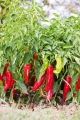 Cayenne Chili 10 Samen