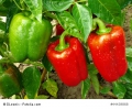 Paprika California Wonder süsser Gemüsepaprika 10 Samen