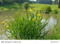 Wasserschwertlilie Iris pseudacorus Teichbepflanzung 10 Samen 