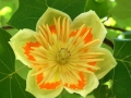 Tulpenbaum Liriodendron tulpifera 5 Samen
