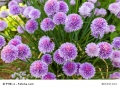   Schnittlauch Allium schoenoparsum feinröhrig 200 Samen