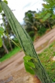 Schlangenhaargurke Snake Gourd Trichosanthes cucumerina 5 Samen