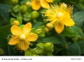 Echtes Johanniskraut Hypericum perforatum  Herrgottsblut 100 Samen