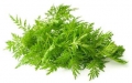 Bild 1 von Einjähriger Beifuss Artemisia annua Qing Hao 500 Samen