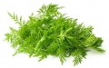 Bild 1 von Einjähriger Beifuss Artemisia annua Qing Hao 500 Samen Graines Sementes  Semi Seeds