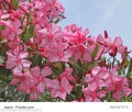  Nerium Oleander Rosenlorbeer rosa blühend 10 Samen
