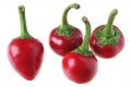 Chili Satans Kiss zum Füllen 10 Samen