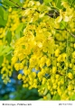 Senna candolleana Goldkassie Golden Cassia 10 Samen