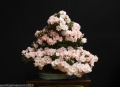 Bild 2 von Japanische Zierkirsche Prunus serrulata 5 Samen Bonsai geeignet