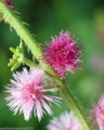 Echte Mimose Mimosa pudica 5 Samen