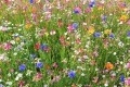 Wildblumen Blumensamen Mischung winterhart mehrjährig 1000 Samen