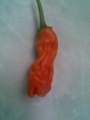 Peter Pepper Chili rot 5 Samen