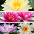 Bild 1 von Supereinfache Anzucht bereits angekerbte Samen Lotus Nelumbo Nucifera Mix 10 Samen
