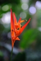 Heliconia psittacorum Papageien Heliconie 5 Samen