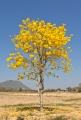 Tabebuia argentea Tree of Gold Trompetenbaum 5 Samen