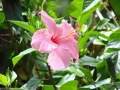 Hibiskus Farbmix Hibiscus syriacus 20 Samen mehrjährig