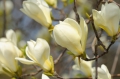 Magnolie Magnolia Virginiana Sumpfmagnolie Rarität 3 Samen