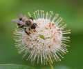 Honigball Cephalanthus occidentalis 10 Samen