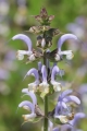 Muskateller Salbei 10 Samen Salvia Sclarea Römischer Salbei