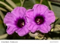 Hawaiianische Holzrose Argyreia nervosa  Baby Woodrose 100 Samen