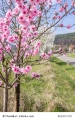 Mandelbaum prunus dulcis winterhart 5 Samen Bonsai geeignet