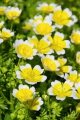 Limnanthes douglasii Spiegeleiblume 5 Samen