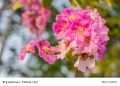 Tabebuia impetiginosa Trompetenbaum 5 Samen