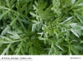 Absinth Wermut Artemisia absinthium 100 Samen