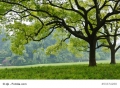 Kampferbaum Cinnamomum Camphor 5 Samen