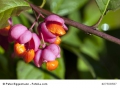 Spindelstrauch Euonymus europeus Pfaffenhütchen 10 Samen frosthart