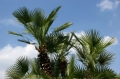 Washington Palme 10 Samen
