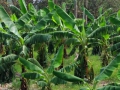 Schneebanane ensete glaucum 5 Samen