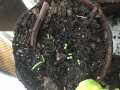 Bild 3 von Einjähriger Beifuss Artemisia annua Qing Hao 1000 Samen Graines Sementes  Semi Seeds