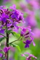 Lunaria biennis Silberblatt 10 Samen