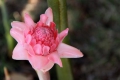 Ingwer pink Etlingera elatior 10 Samen