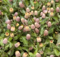 Parakresse - Acmella oleracea 100 Samen