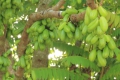Gurkenbaum Averrrhoa bilimbi