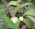 Borojoa patinoi Liebesfrucht extrem selten 5 Samen Bonsai geeignet