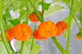 Minikürbis am Strauch Äthiopische Eierfrucht Solanum aethiopicum wunderschöner Zierstrauch 5 Samen