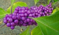 Liebesperlen Schönfrucht Callicarpa americana 10 Samen