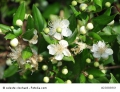 Myrtus communis Myrte 10 frische Samen Bonsai geeignet