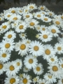 Bild 1 von Staudenmargeriten Margeriten Samen 