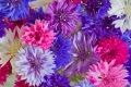 Kornblume Centaurea cyanus bunte Mischung 75 Samen Samen